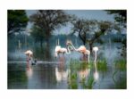 Swans Decorative Wallpaper