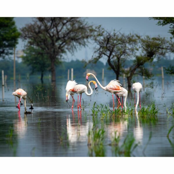 Swans Decorative Wallpaper