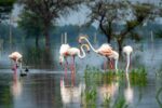 Swans Decorative Wallpaper - Image 2