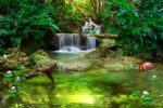 Zen Forest Decorative Wallpaper